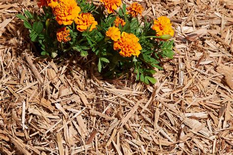 Flower Mulch On