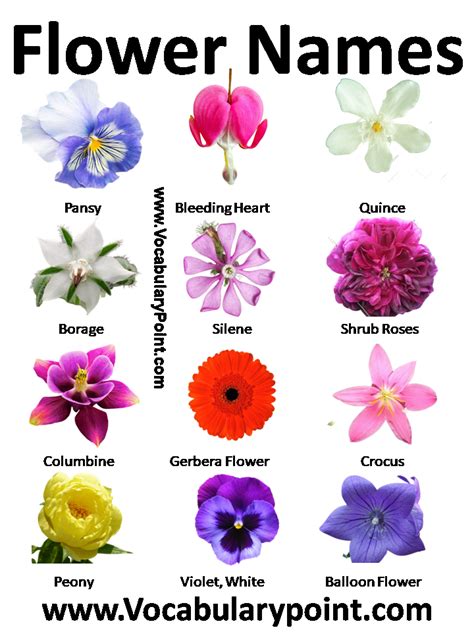 Flower Names Y