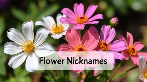 Flower Nickname