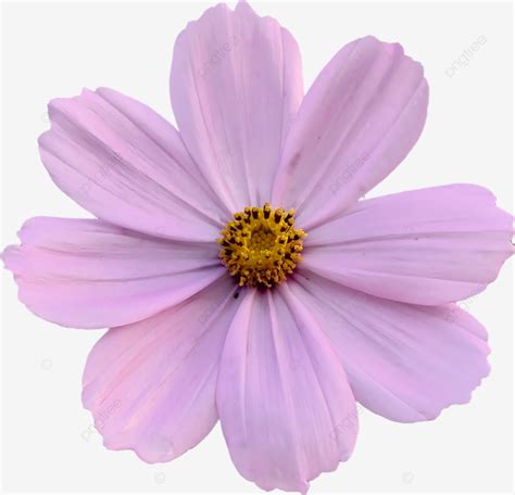 Flower Photo Without Background