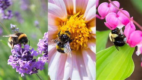 Flower Plants For Bees
