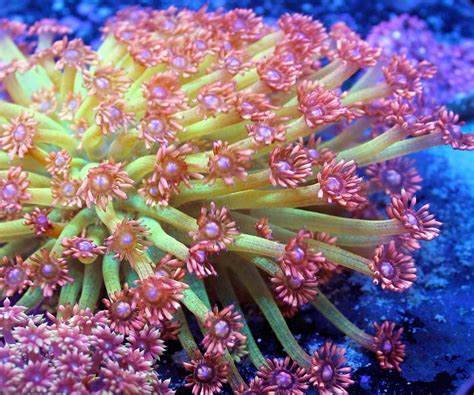 flower pot corals