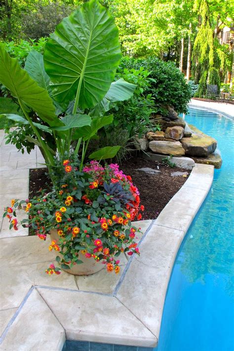 Flower Pots Around The Pool