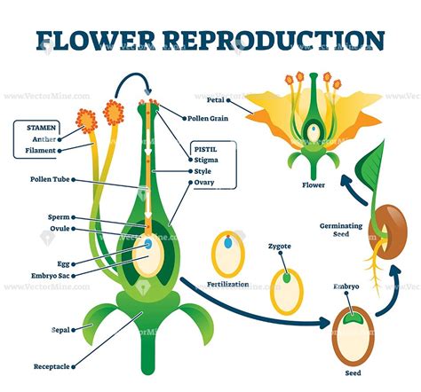 Flower Reproduction Class 12