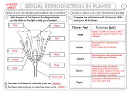 Complete A Flower FillIn! Worksheets 99Worksheets