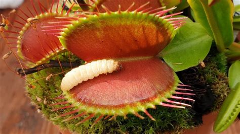 Flower That Has Teeth