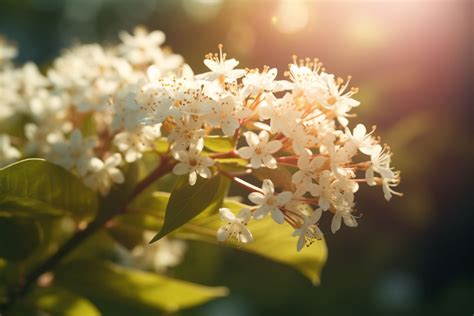 Flower That Represents Angels