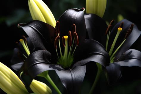 Flower That Represents Darkness