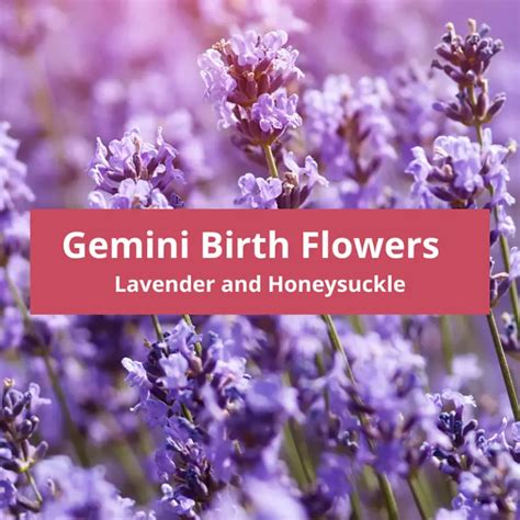 Flower That Represents Gemini