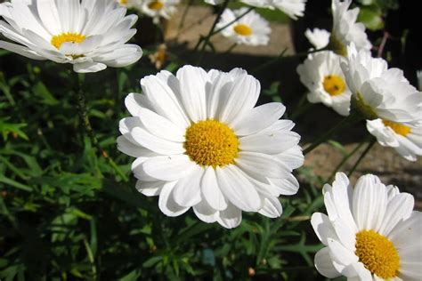 Flower That Represents Hope