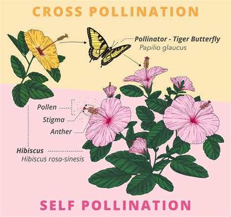 Flower Traits Pollinators