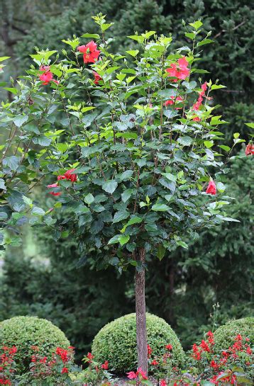 Flower Tree Hibiscus