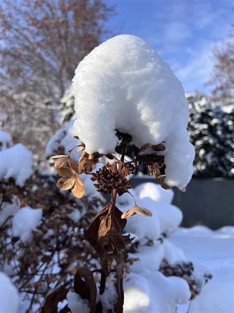 Flower Tree In Winter