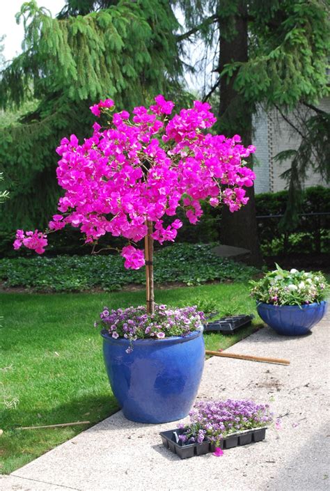Flower Trees For Pots
