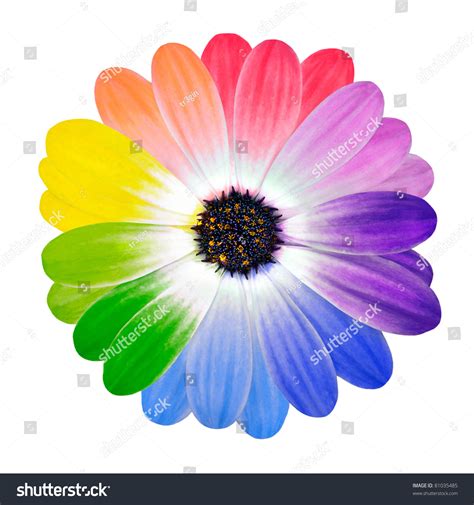 Flower With Colored Petals