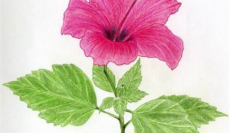 Flowering Plants Drawing Images Wild Flower Free Download On ClipArtMag