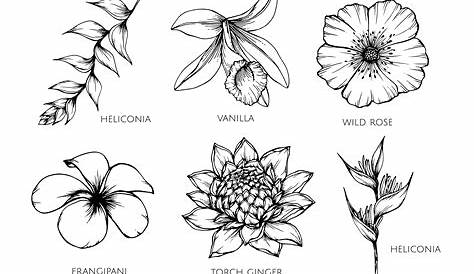Flowering Plants Drawing With Names Alphabet Of Flowers By Clare Therese.