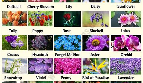 Flowering Plants Names And Pictures Flower List Of Popular Of Flowers With The