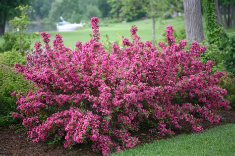 11 Great Flowering Shrubs for Sunny Locations