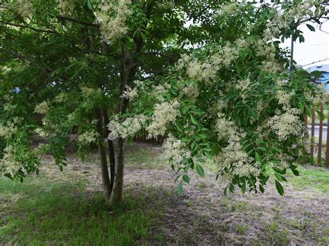 flowering ash tree problems australia