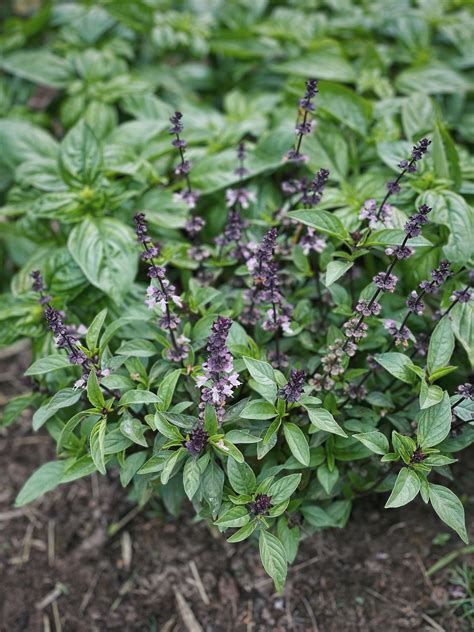 Flowering Basil Bush