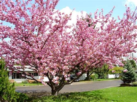 Flowering Cherry Tree Mature Width