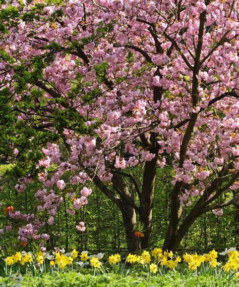 Flowering Cherry Tree Missouri