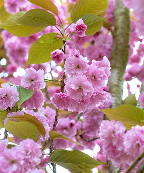 Flowering Cherry Tree Ohio