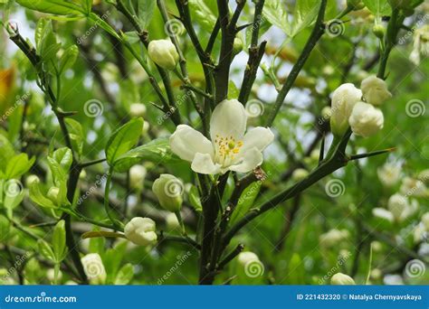 Flowering Lemon Tree