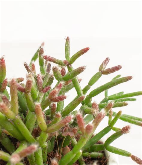 Flowering Mistletoe Cactus