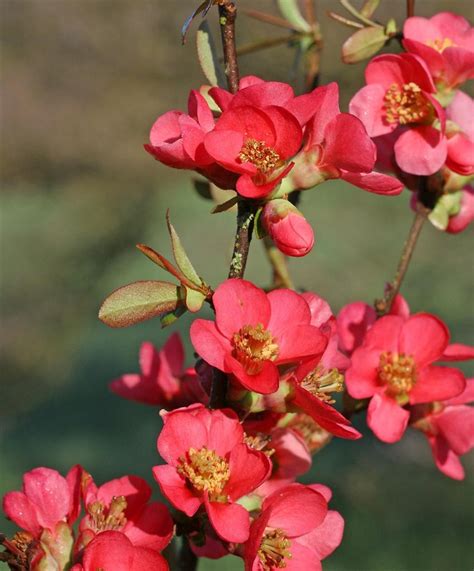 Flowering Quince Native