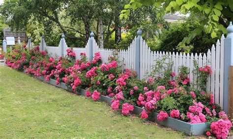 flowering shrubs fence line