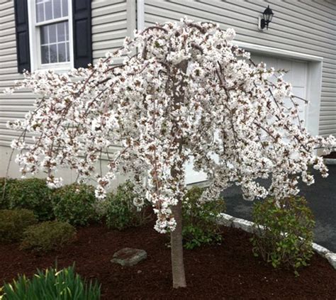 flowering tree that looks like an umbrella