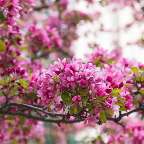 flowering trees in kentucky