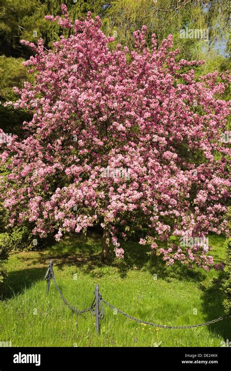 Flowering Trees Quebec