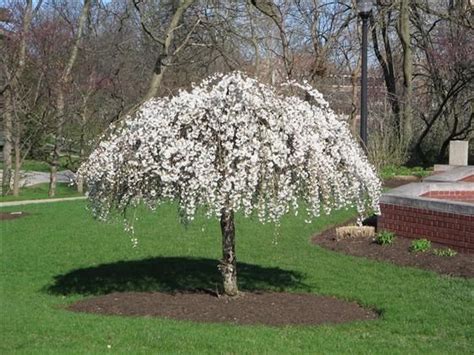 flowering umbrella shaped tree