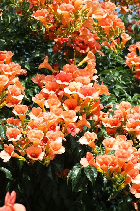 8 Flowering Vines to Plant for NonStop Summer Blooms