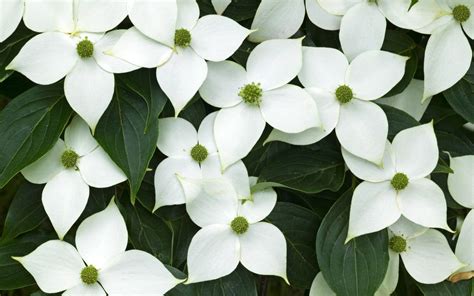 Four Petals Of White Flowers 2560x1600
