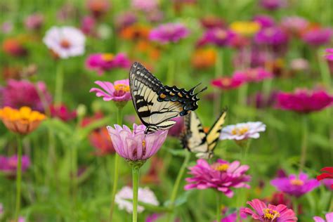 Flowers And Pollinators