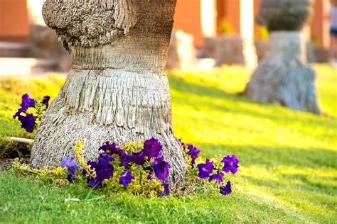 Flowers Around A Tree Trunk