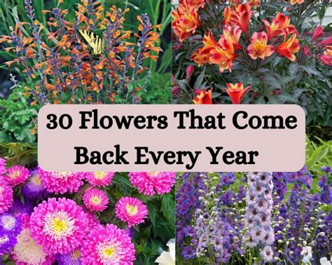 Flowers Bloom Every Year