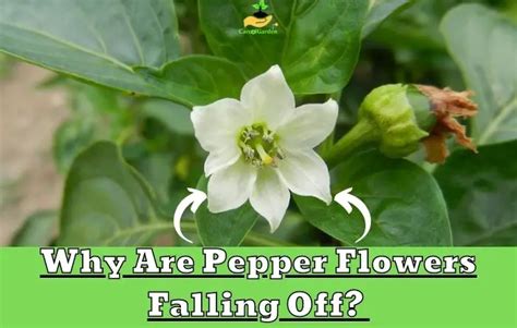 Flowers Falling Off Pepper Plants