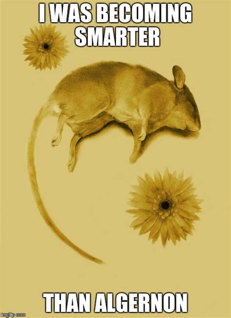 Flowers For Algernon Meme
