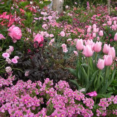 Flowers For Garden Nz