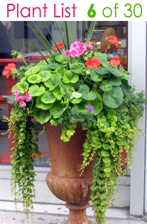 Flowers For Mixed Pots