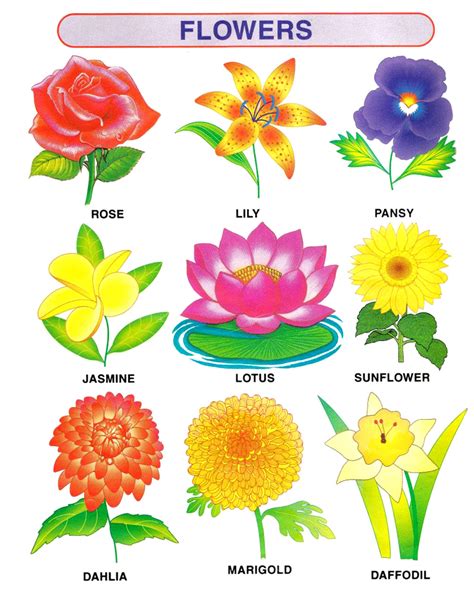 Flowers For Nursery Class