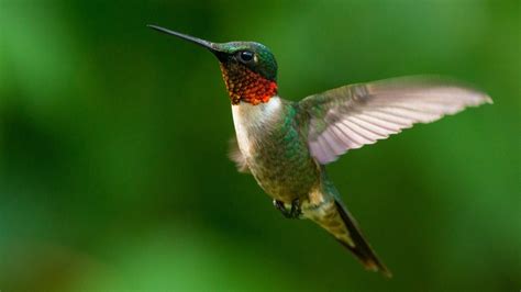 Flowers For Ruby Throated Hummingbirds