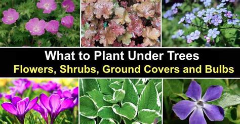 Flowers For Under Shrubs