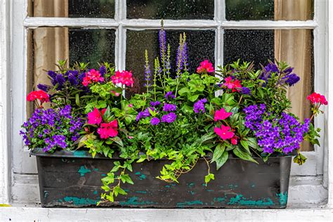 Flowers For Window Box In Shade