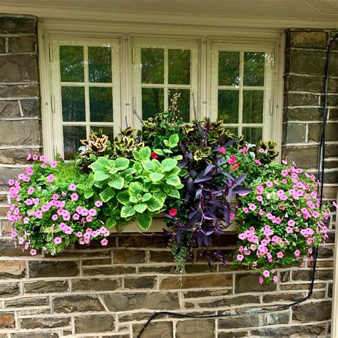 Flowers For Window Boxes